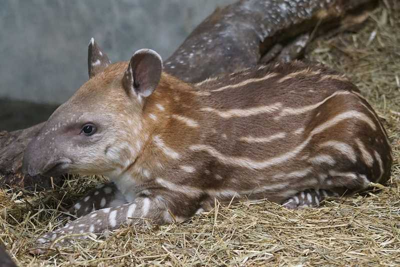 Eldőlt, mi legyen a budapesti állatkert kis tapírjának a neve