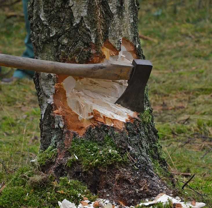 Több tucat fát vágtak ki egy keszthelyi parkos területen