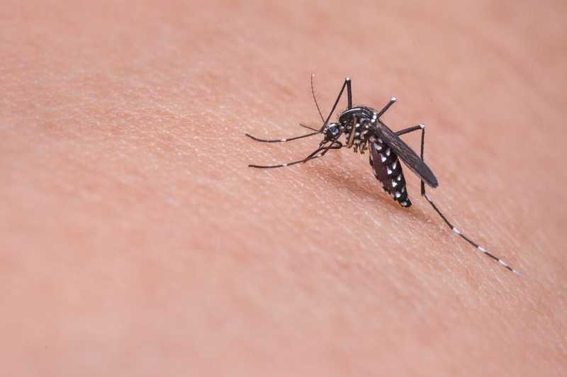 Képes hatékonyan elpusztítani a maláriát terjesztő szúnyogokat egy genetikailag módosított gomba