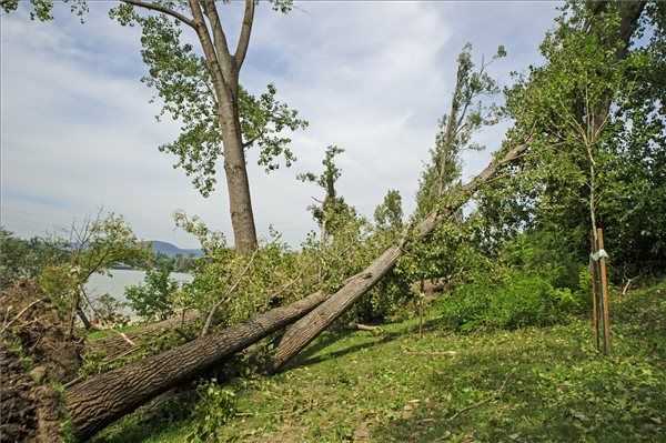 Ijesztő balesetet okozott Dunakeszin egy vihar által kidöntött fa