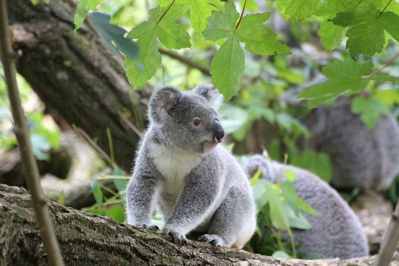 Több tucat elpusztult koalát találtak egy korábbi ültetvény helyén