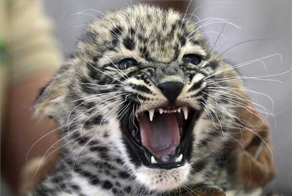 Leopárdbébi született a miskolci állatkertben