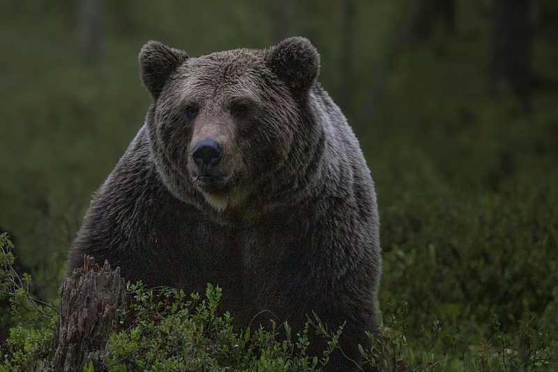 Elrendelték egy medve leölését, miután az rátámadott egy apára és fiára