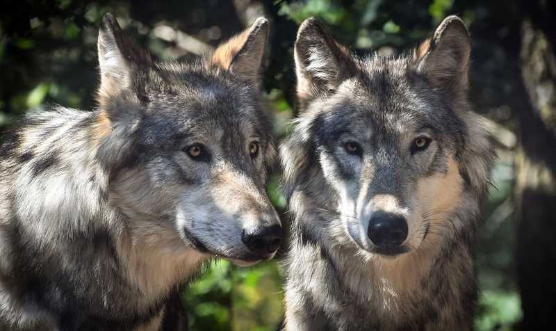 Farkasfalkát videóztak a Bükkben