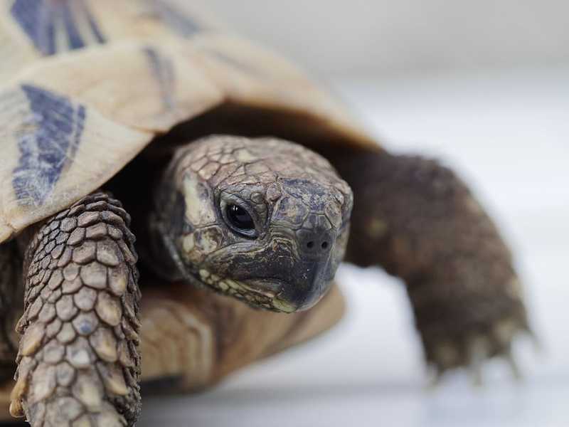 Elfogták a nőt, aki megölte a budapesti állatkert teknősét