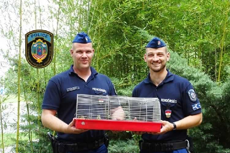 Kiskacsákat mentettek a rendőrök