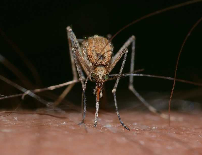 Rezisztens malária ütötte fel a fejét Délkelet-Ázsiában