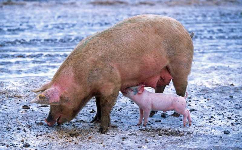 Meglepően sok szabálytalanságot talált a Nébih a vásári sertéseknél