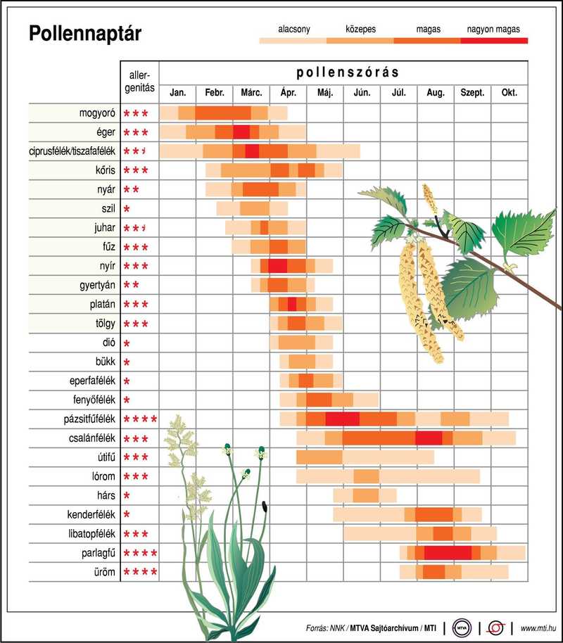 Megkezdődött az idei pollenszezon
