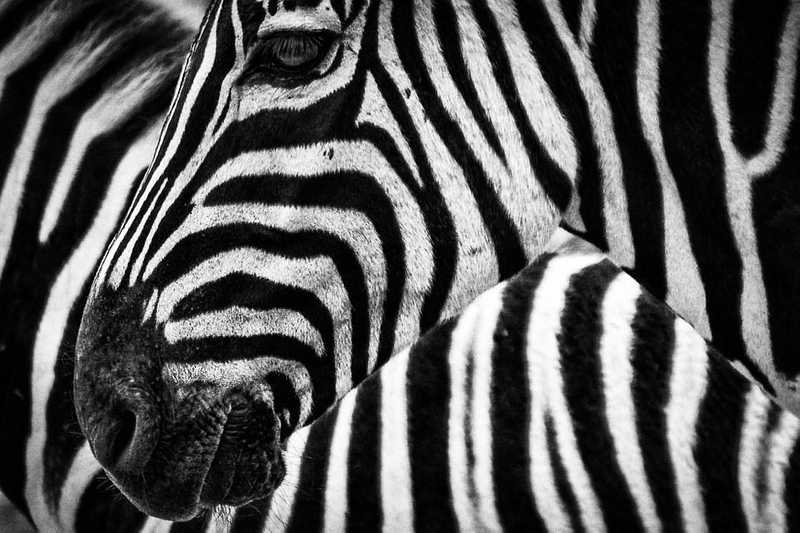 Ritka, pöttyös zebrát figyeltek meg a természetben