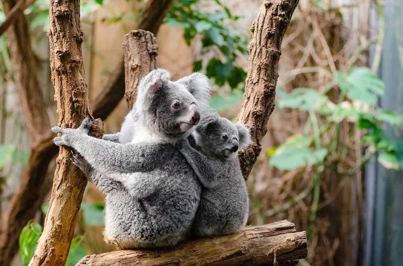 Több mint száz állatfaj igényel azonnali „segítséget” az erdőtüzek után Ausztráliában