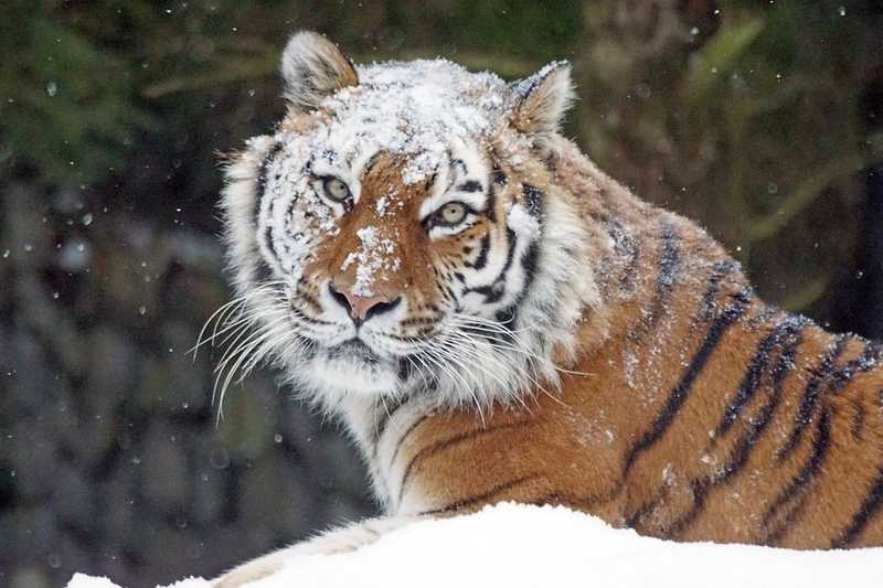 El kellett altatni a budapesti állatkert idős tigrisét