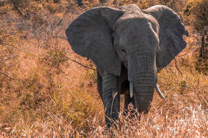 Rejtélyes okokból elpusztult több száz elefánt Botswanában