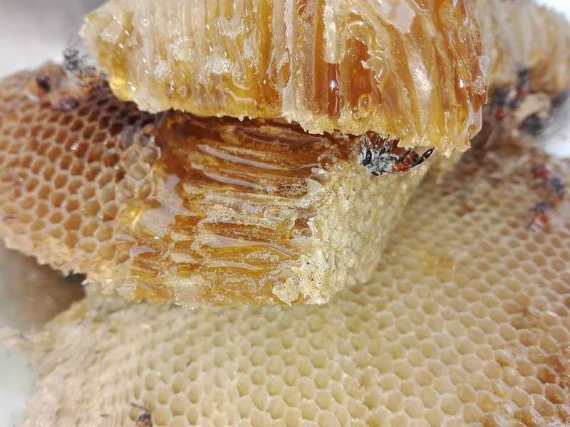 Nehéz évet zárt tavaly a magyar méhészet, és most sem kecsegtet jelentős kedvező fordulat