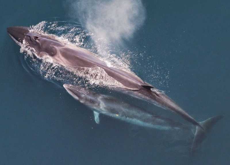 Öt japán bálnavadász hajó indult útjára a vitatott bálnavadászatra