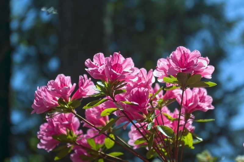 Még érdemes felkeresniük a Jeli Arborétumot azoknak, akik kíváncsiak a Rhododendronok virágzására