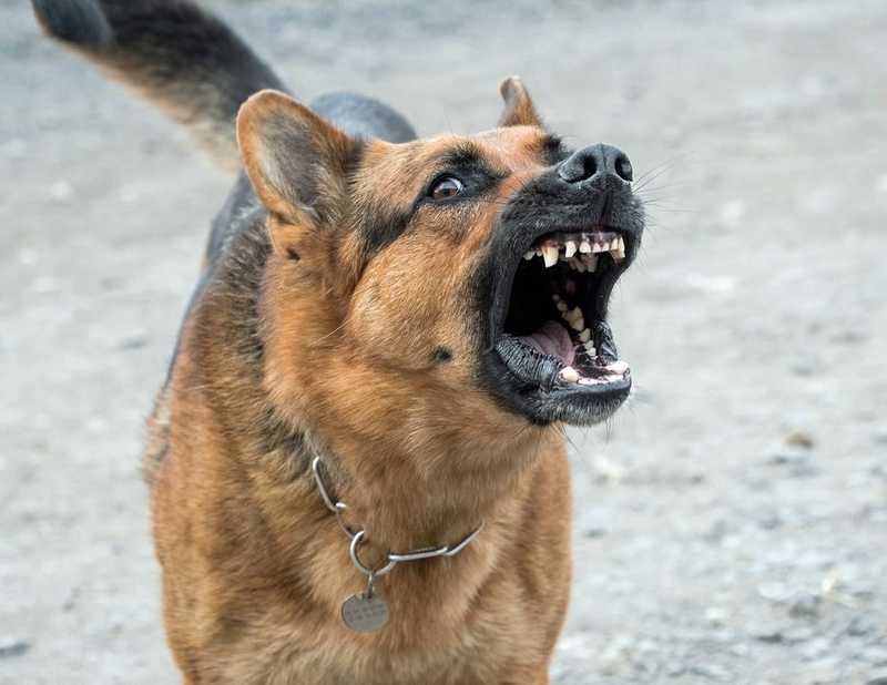 Póráz nélkül sétáltatott kutyák miatt rohant teherautó elé egy ló