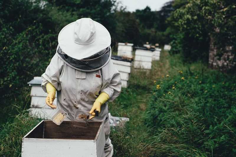 Kevés mézet esznek a magyarok, kicsivel több is elég volna az ágazat helyzetének javítására