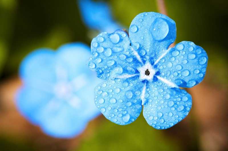 A virágos növények mindössze 7 százalékát érzékeli kéknek az emberi szem