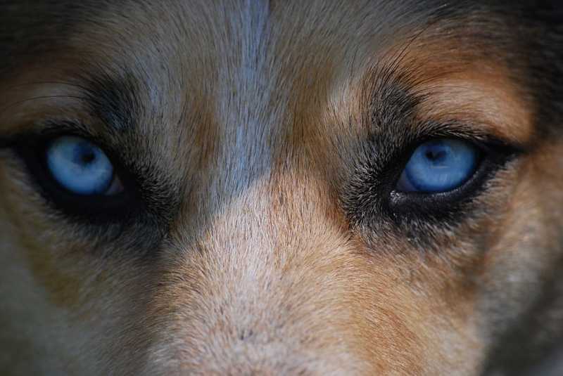 Sörösdoboz segítségével találta meg elveszett kutyáját egy nő