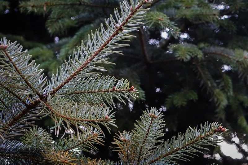 Idén egyre gyakoribb a fenyőknél a darabár 