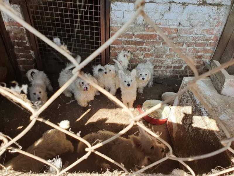 Majdnem 150 kiskutyát szállítottak el az állatvédők egy állatkínzótól