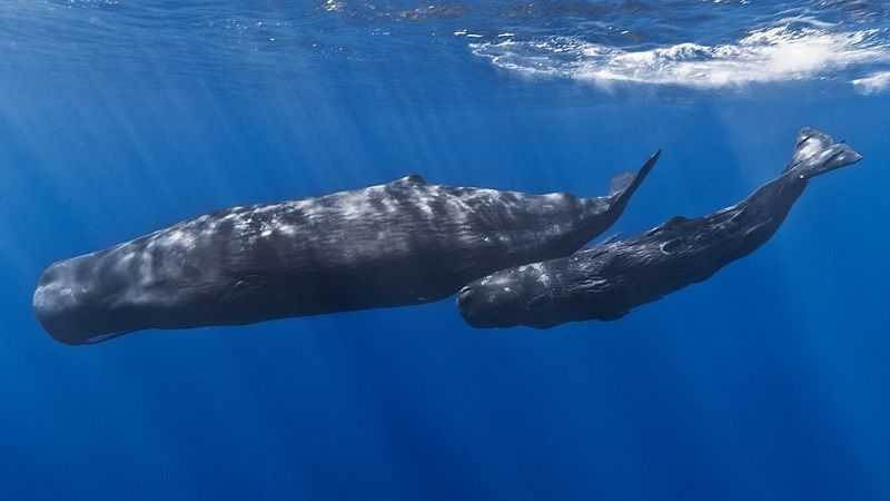 Száz kilogramm szemét volt egy elpusztult bálna gyomrában