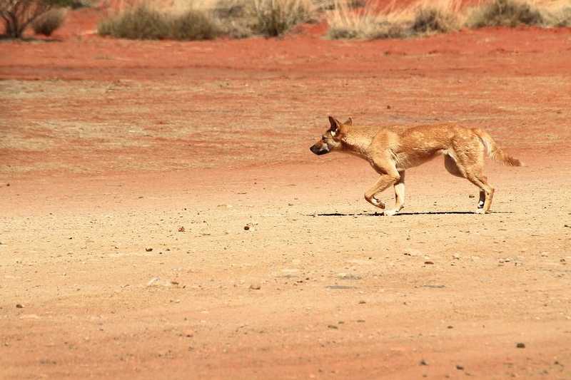 Dingótámadástól mentette meg gyermekét egy férfi Ausztráliában
