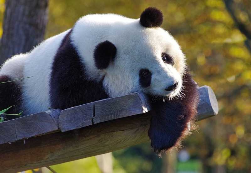 Kínában nagy felháborodást okozott egy thaiföldi panda elpusztulása