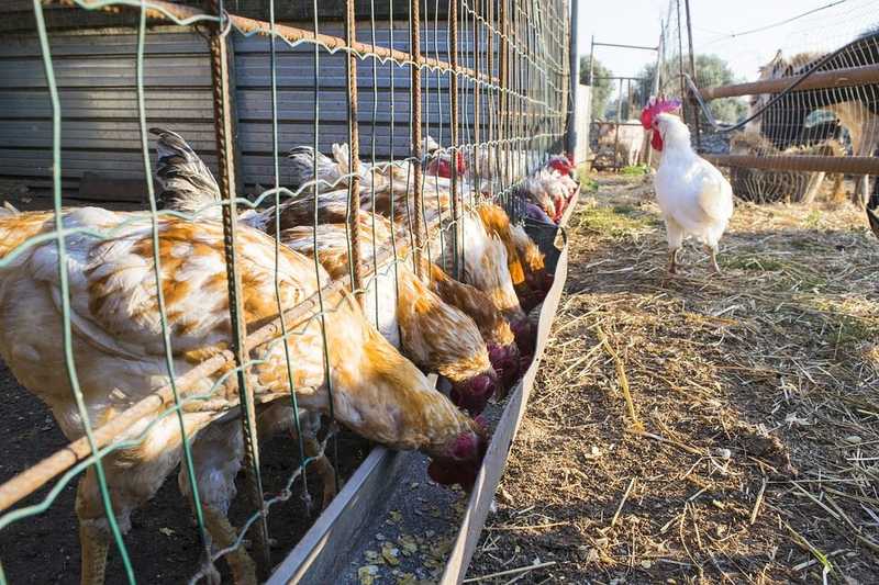 A haszonállatok takarmánya rovari fehérje alapú is lehet már