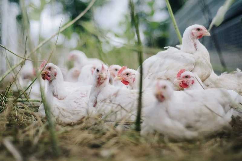 Visszavonták a baromfik zárt tartására vonatkozó előírást