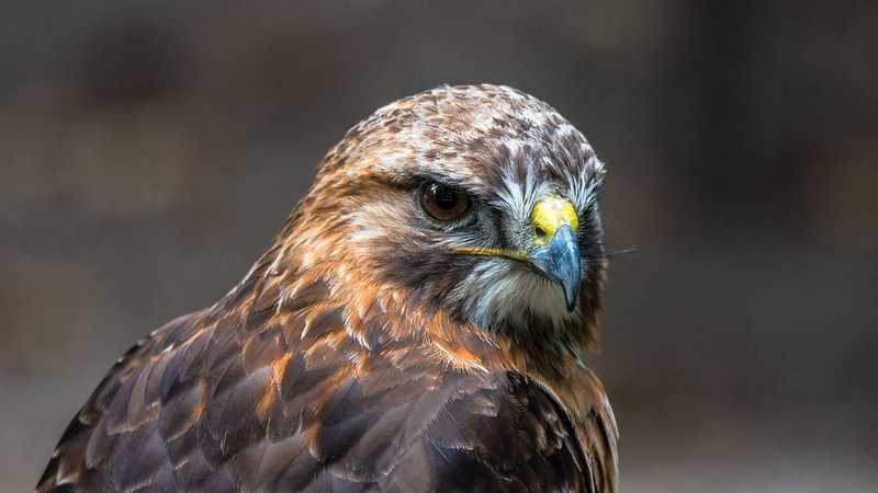 Több tucat védett ragadozó madár válhatott mérgezés áldozatává