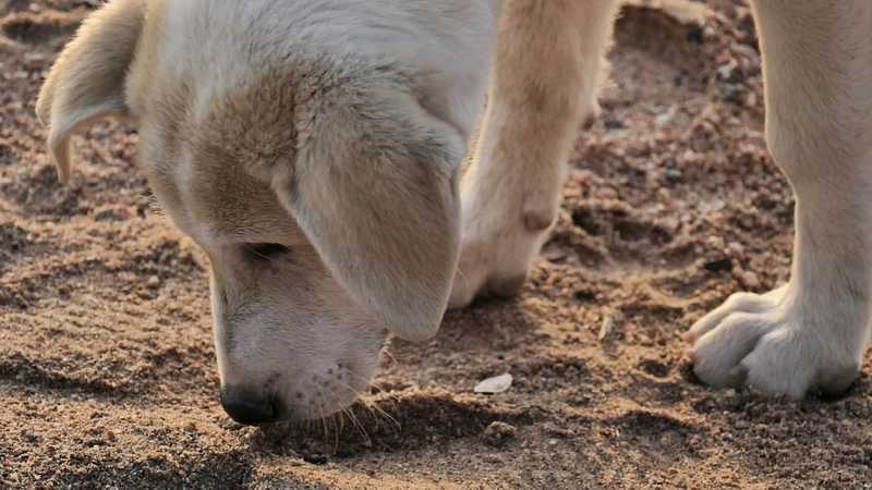 Több ezer kóbor kutya él Magyarországon