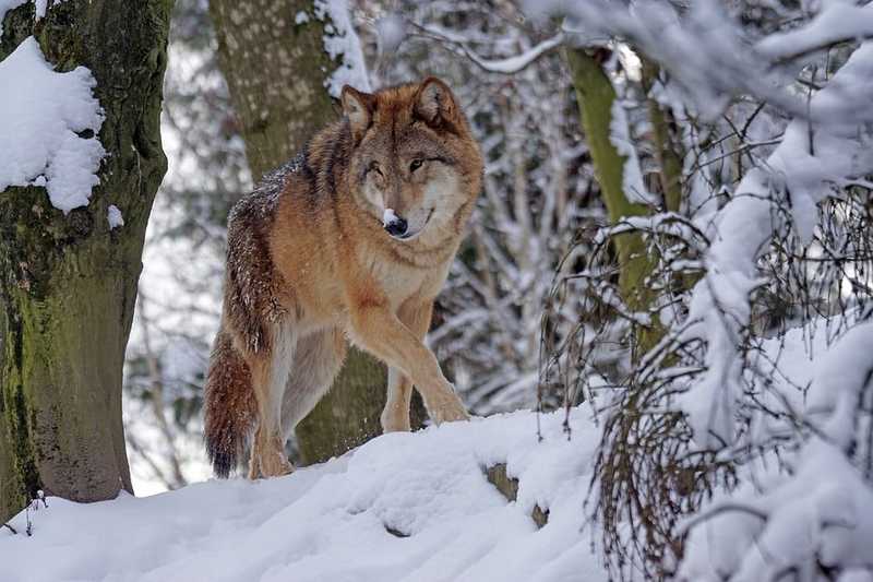Farkasok kergették meg egy erdész kutyáját