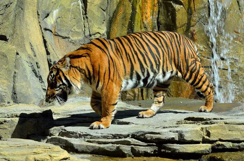 A tigris kifutójához nyúlt egy nő, az állat erre rátámadott