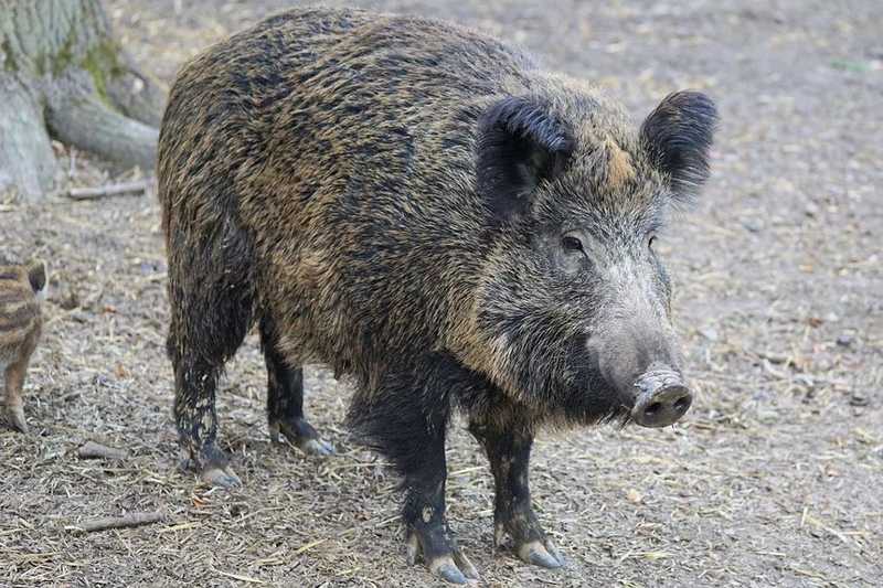 Adómentessé válhat a vadászaton elejtett vad húsa