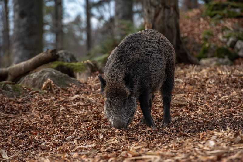 Újabb intézkedés a sertéspestis miatt