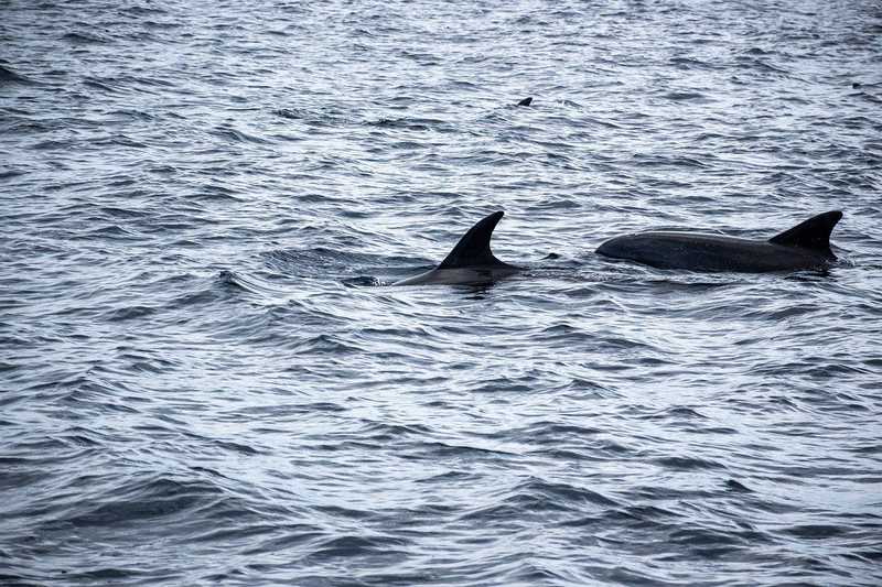 Lőtt sebekkel találtak egy elpusztult delfint Horvátországban