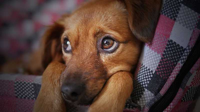 A kifejező szemek evolúciós előnyt jelentenek a kutyáknál