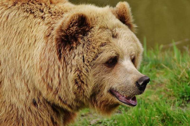 Elképesztő: már tömbháznál is somfordálnak medvék Romániában