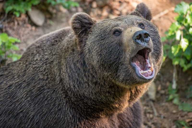 Medve támadott járókelőkre Viktóriavárosban