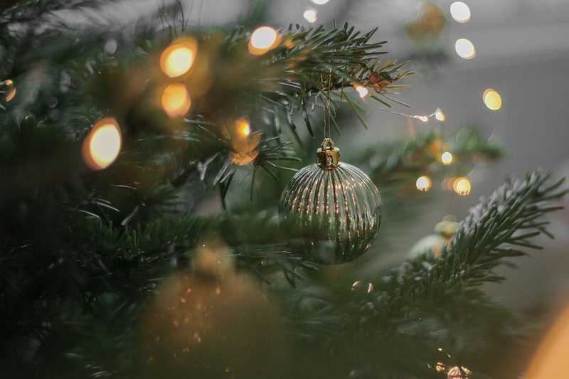 Mit érdemes tudni a karácsony legnépszerűbb és legkülönlegesebb fenyő-fajtáiról?