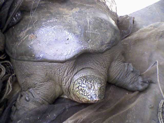 Elpusztult a világ egyik legritkább teknősének egyik utolsó példánya