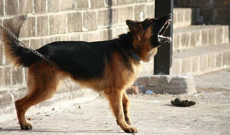 Felügyelet nélkül kószáló kutyák támadtak egy kislányra Miskolcon 