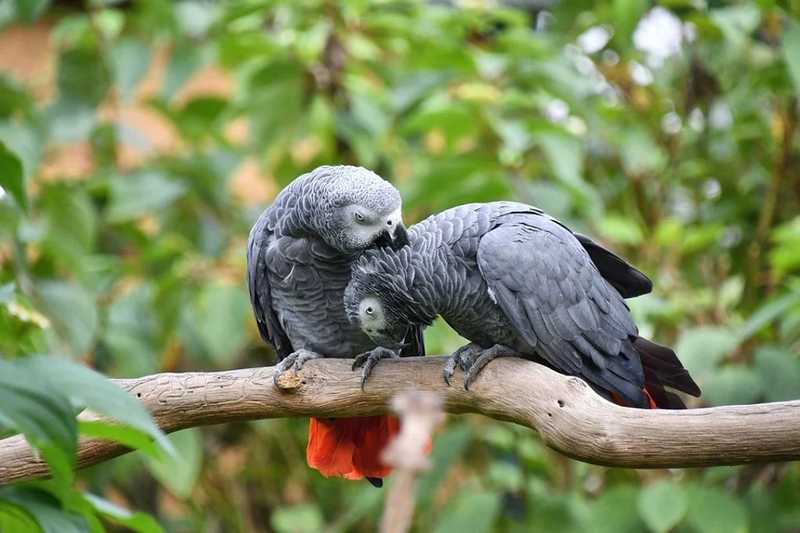 Önzetlenül segítséget nyújtanak egymásnak a papagájok