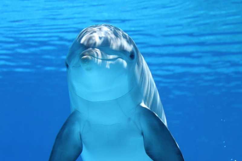 Új-Zéland megtiltotta a turistáknak, hogy a delfinekkel ússzanak