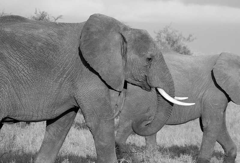 Csökkent ugyan az orvvadászat mértéke, de továbbra is veszélyben vannak az elefántok