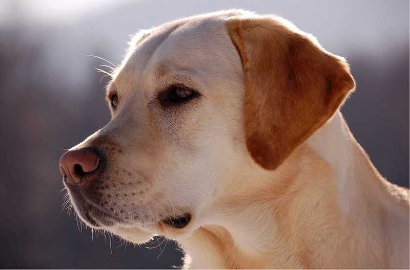Vakvezető kutyákat is veszélybe sodorhatott valaki tűvel teleszurkált szalonnával