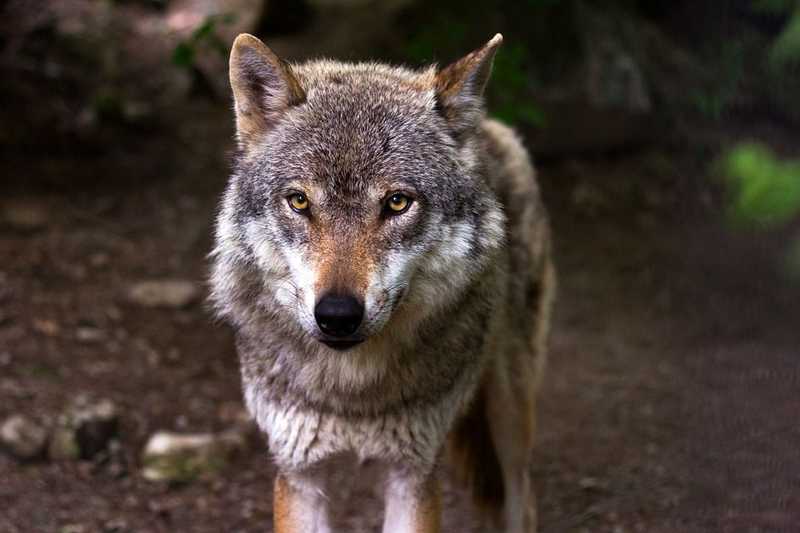 Farkas támadhatott egy kutyára Egernél, ez azonban szakértők szerint koránt sem bizonyos