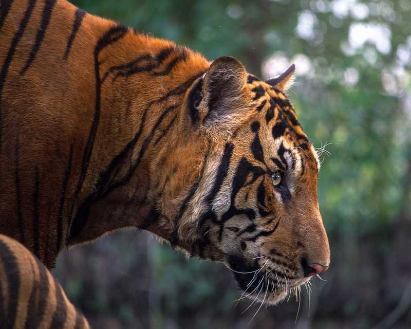 Egy amerikai állatkert tigrisénél pozitív eredményt mutatott a koronavírus-teszt